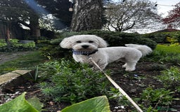 Cavapoochon dogs for stud: Cavapoochon Male - Advert 3