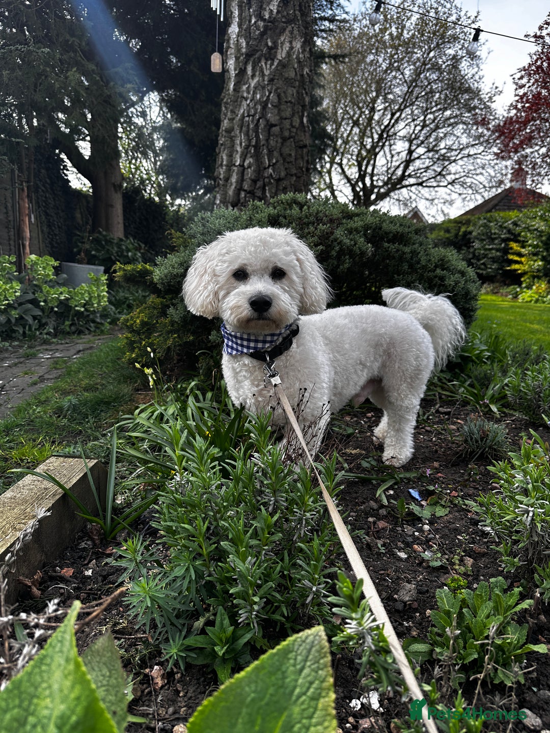 Cavapoochon dogs for stud: Cavapoochon Male - Advert 3