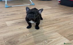 French Bulldog dogs for sale: Fluffy French Bulldog  - Image 2
