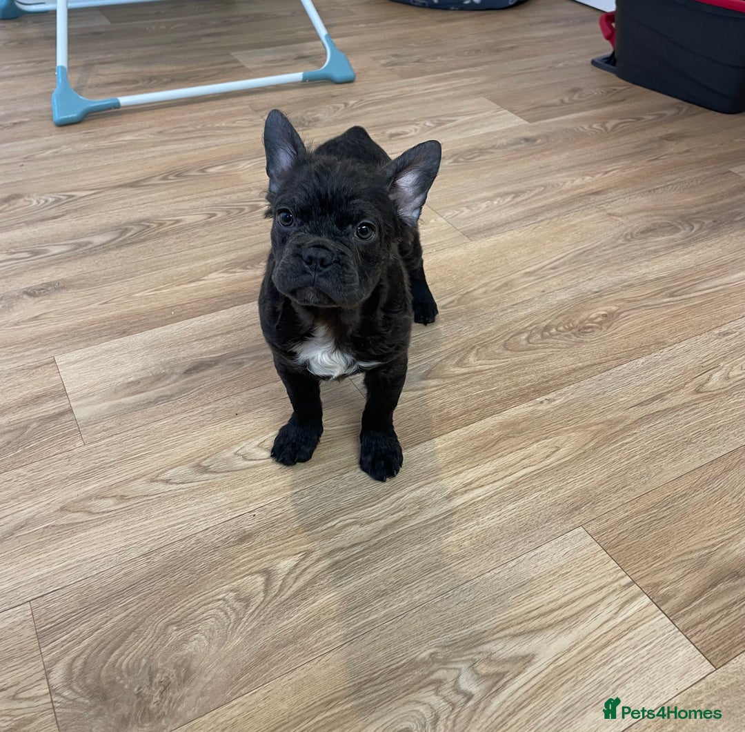 French Bulldog dogs for sale: Fluffy French Bulldog  - Image 2