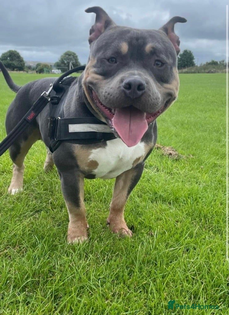 American Bully dogs Chance - Advert 3