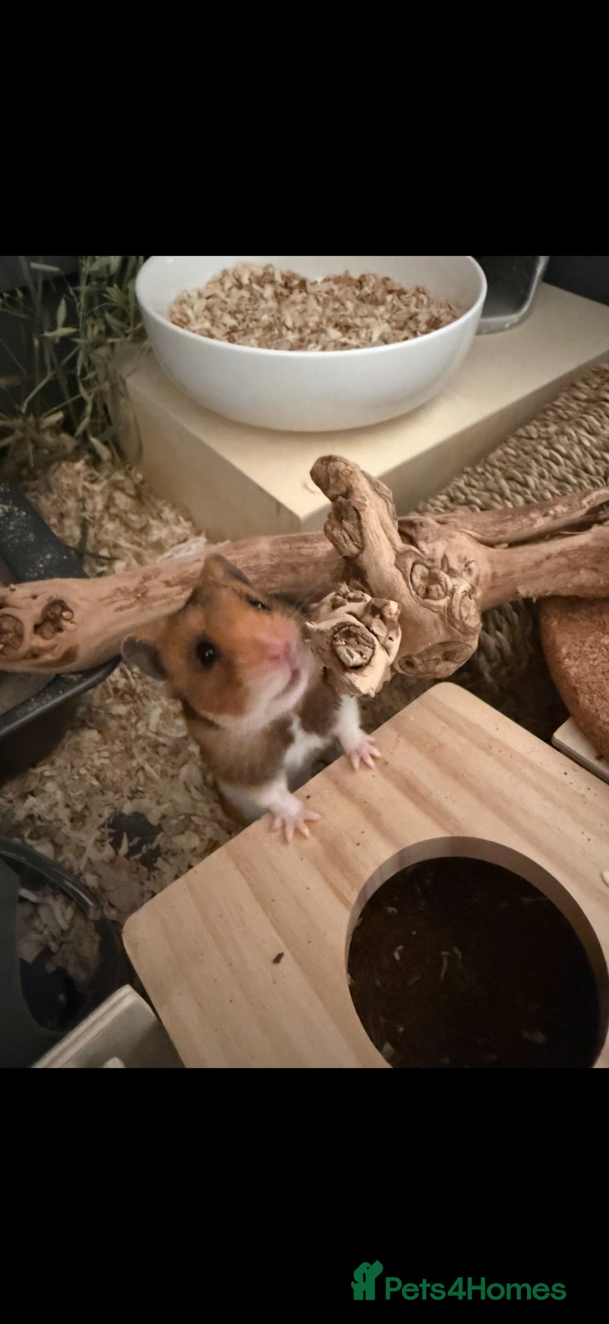 Hamster rodents Male Syrian hamster  - Advert 1