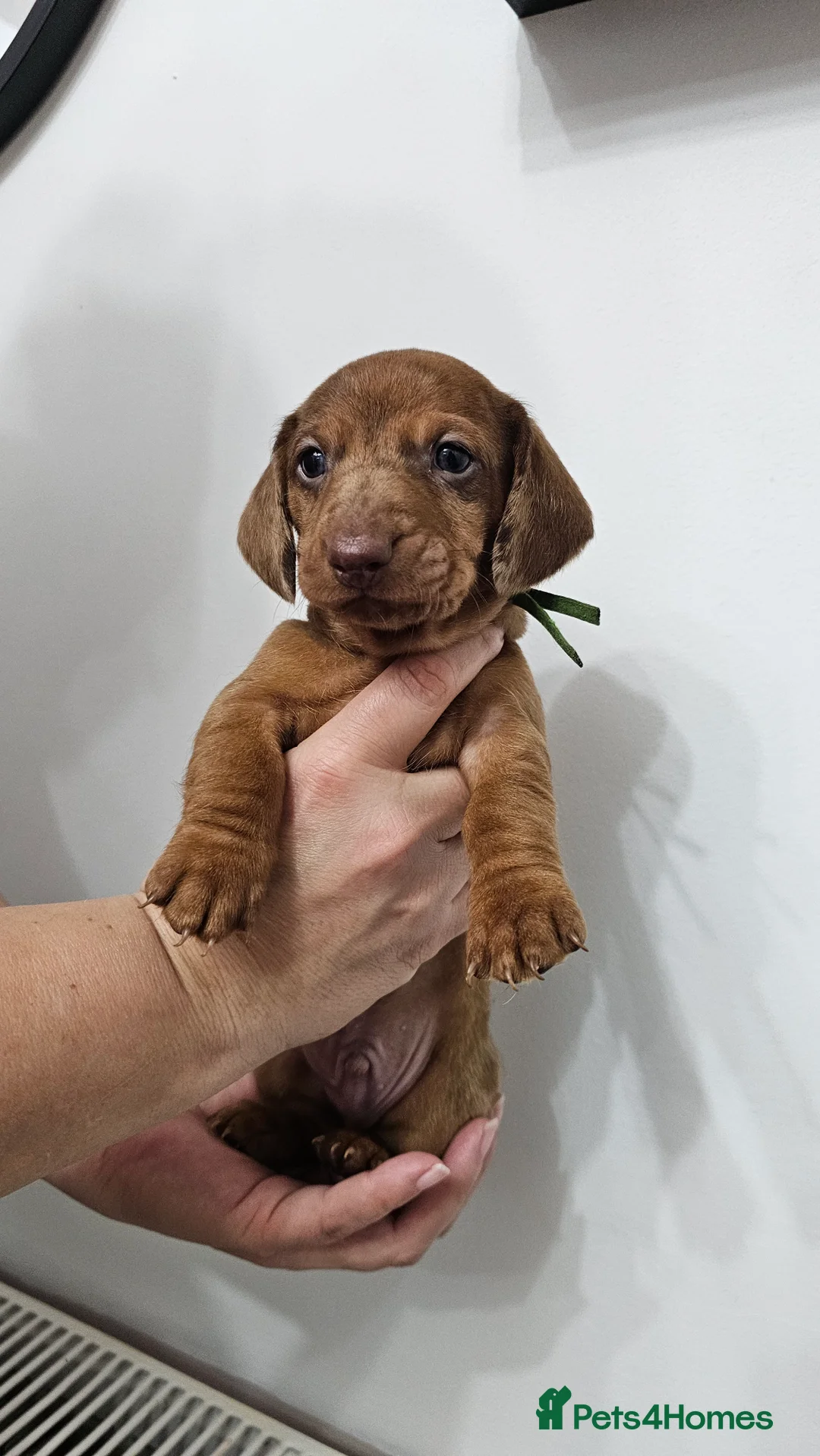 Dachshund dogs for sale: Ready Now ! KC Standard Dachshund puppies!  - Advert 22