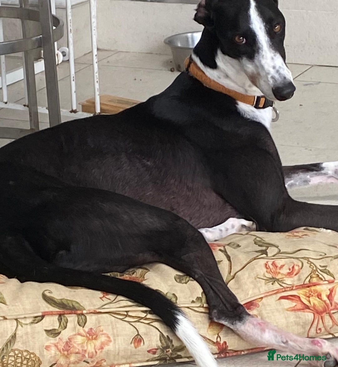 Greyhound dogs for sale: Greyhound Louie so loving on foster ready to adopt - Image 7