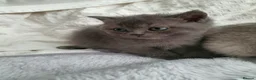 Scottish Fold cats for sale: 🐾 Adorable Scottish Fold Kittens  - Advert 24