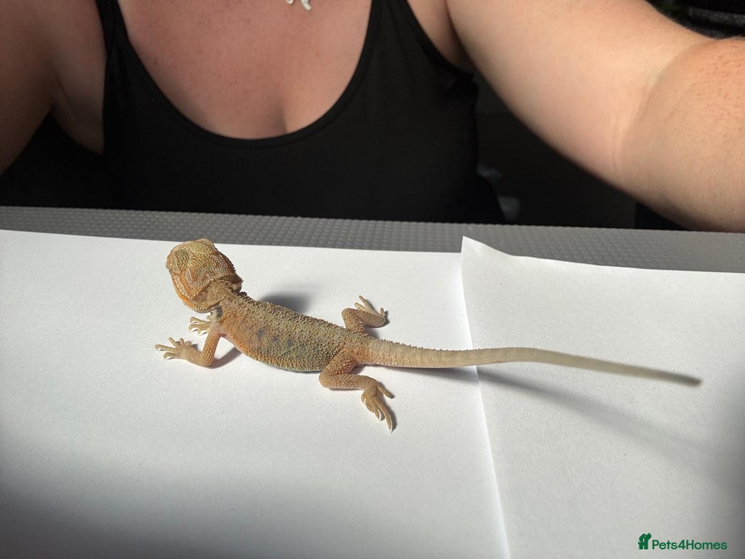 Bearded Dragon reptiles for sale: Baby beardies - Image 13