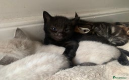 Mixed Breed cats for sale: Black/ brown striped  - Image 9