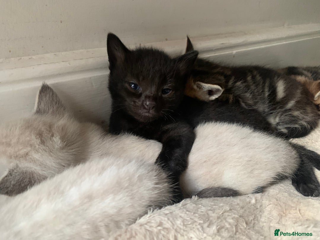 Mixed Breed cats for sale: Black/ brown striped  - Image 9