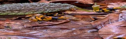 Frog reptiles for sale: Dendrobates Leucomelas “Puerto Ayacucho” - Advert 5