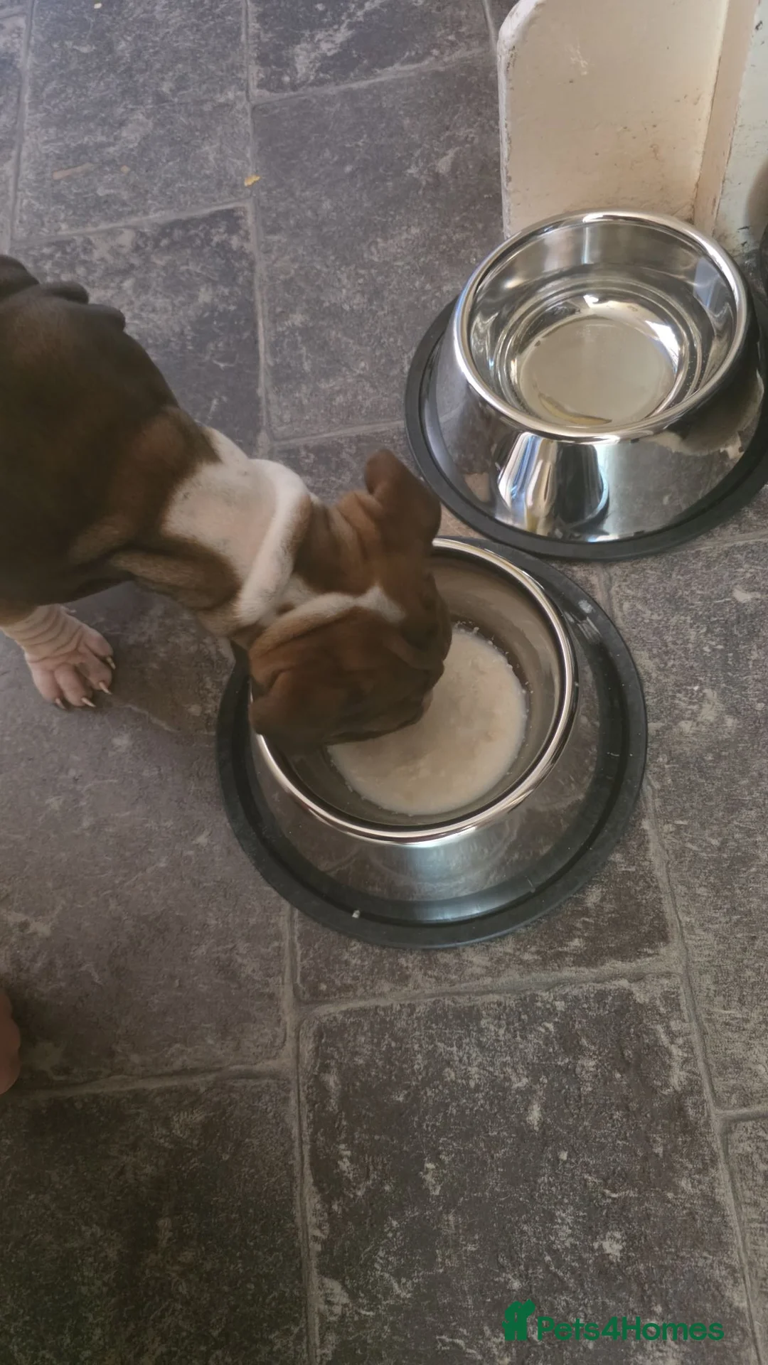 Mixed Breed dogs for sale: 11 week old Shar pei cross American bulldog  - Advert 9