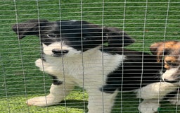 Border Collie dogs for sale: Border collie puppies - Image 2