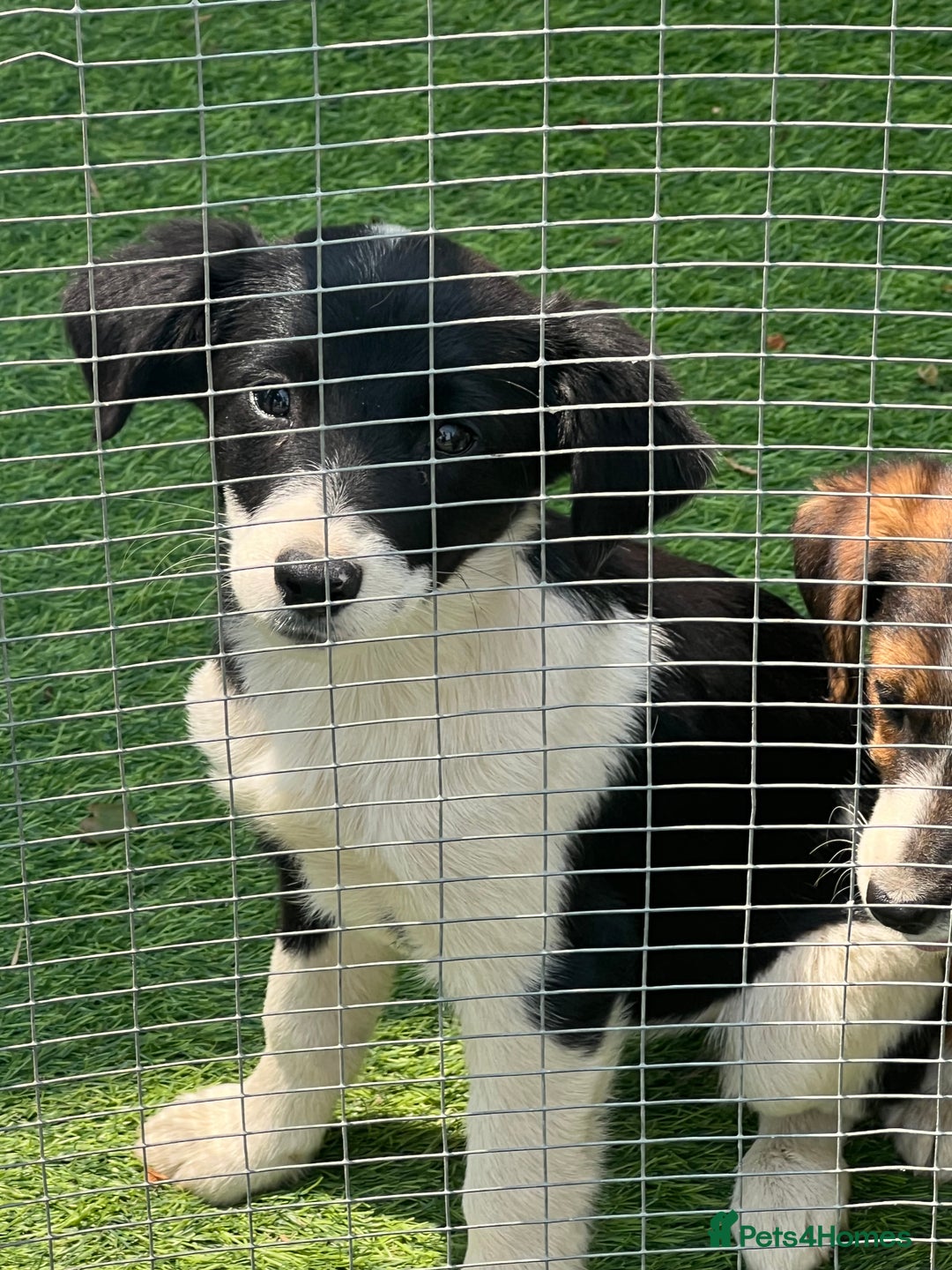 Border Collie dogs for sale: Border collie puppies - Image 2