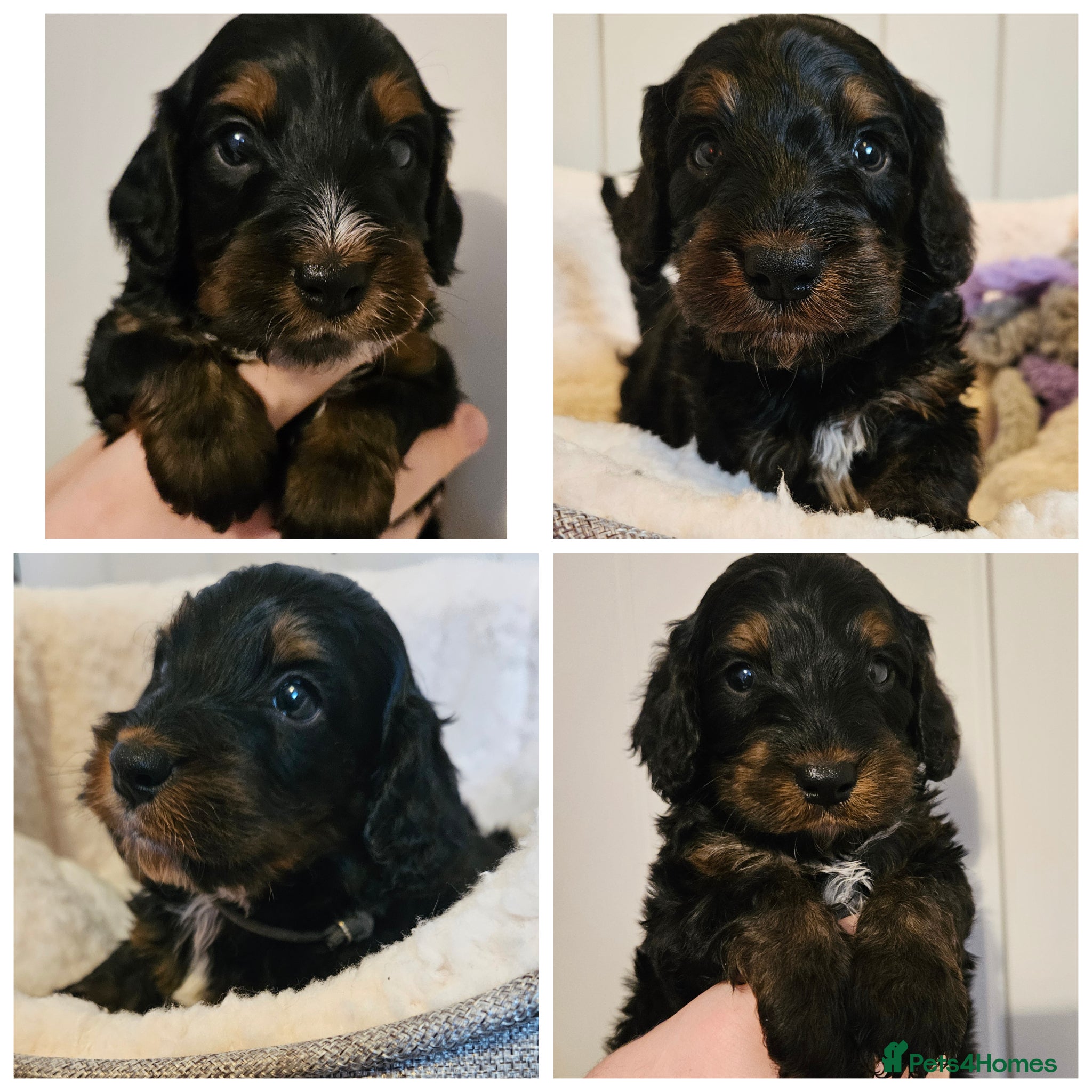 Cockapoo dogs Licensed insured breeder! Show-type cockapoo boys - Advert 1