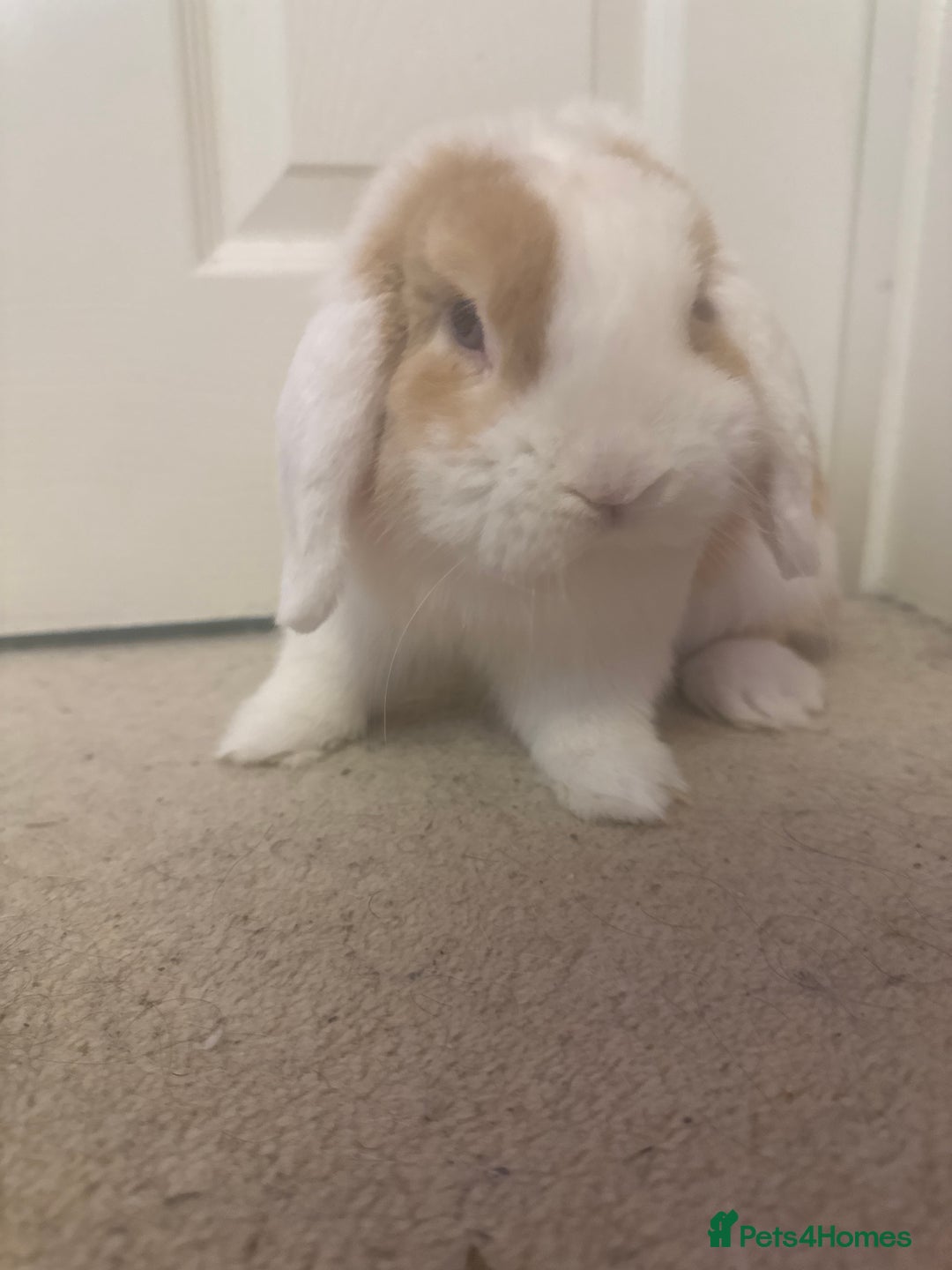 Mini Lop rabbits for sale: Male mini lop in need of friends - Advert 3