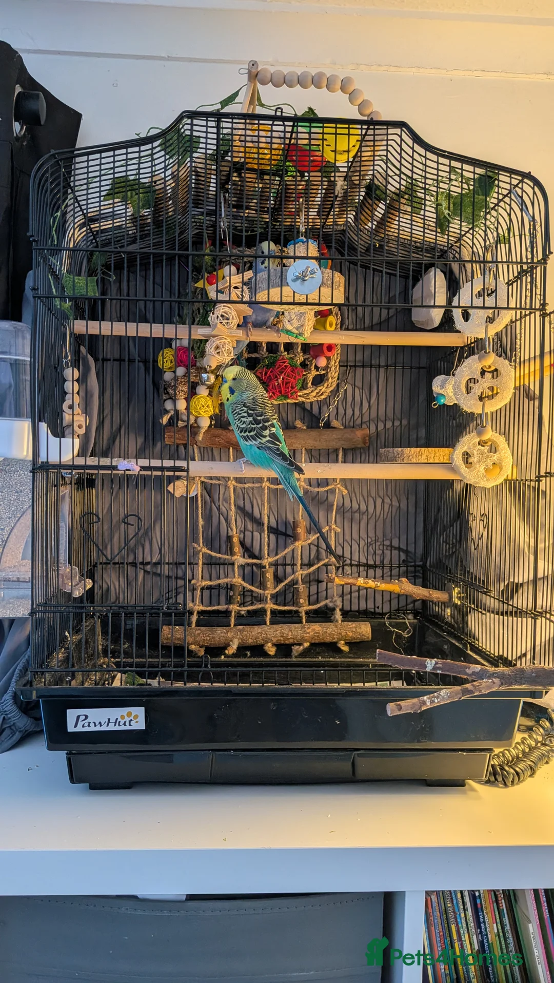 Budgerigars birds for sale: 2 male budgies with cage/toys/food - Advert 2