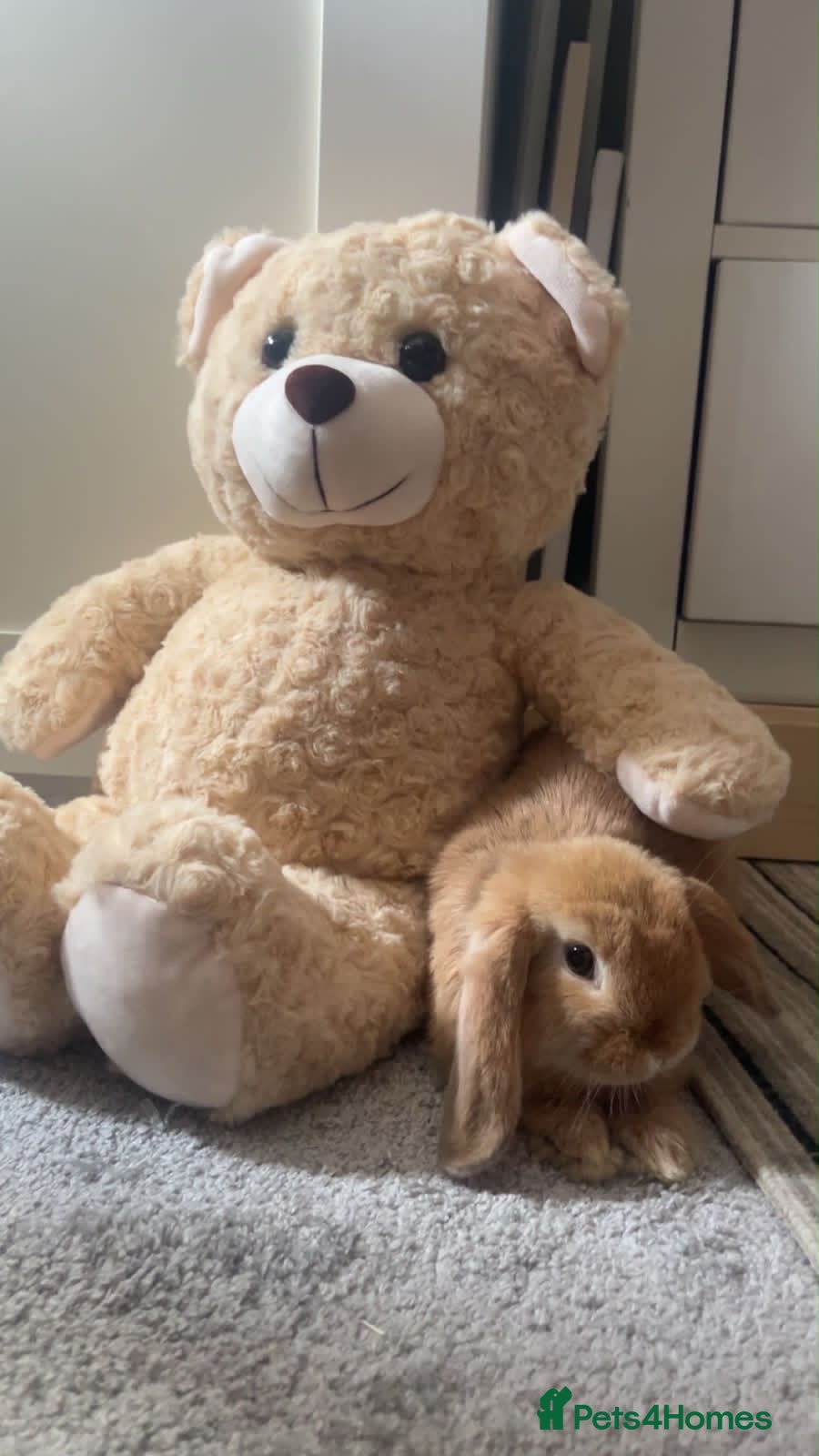 Mini Lop rabbits Loving mini lop  - Advert 12