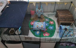 Guinea Pig rodents for sale: Two six month, bonded boar guinea pigs - Image 3