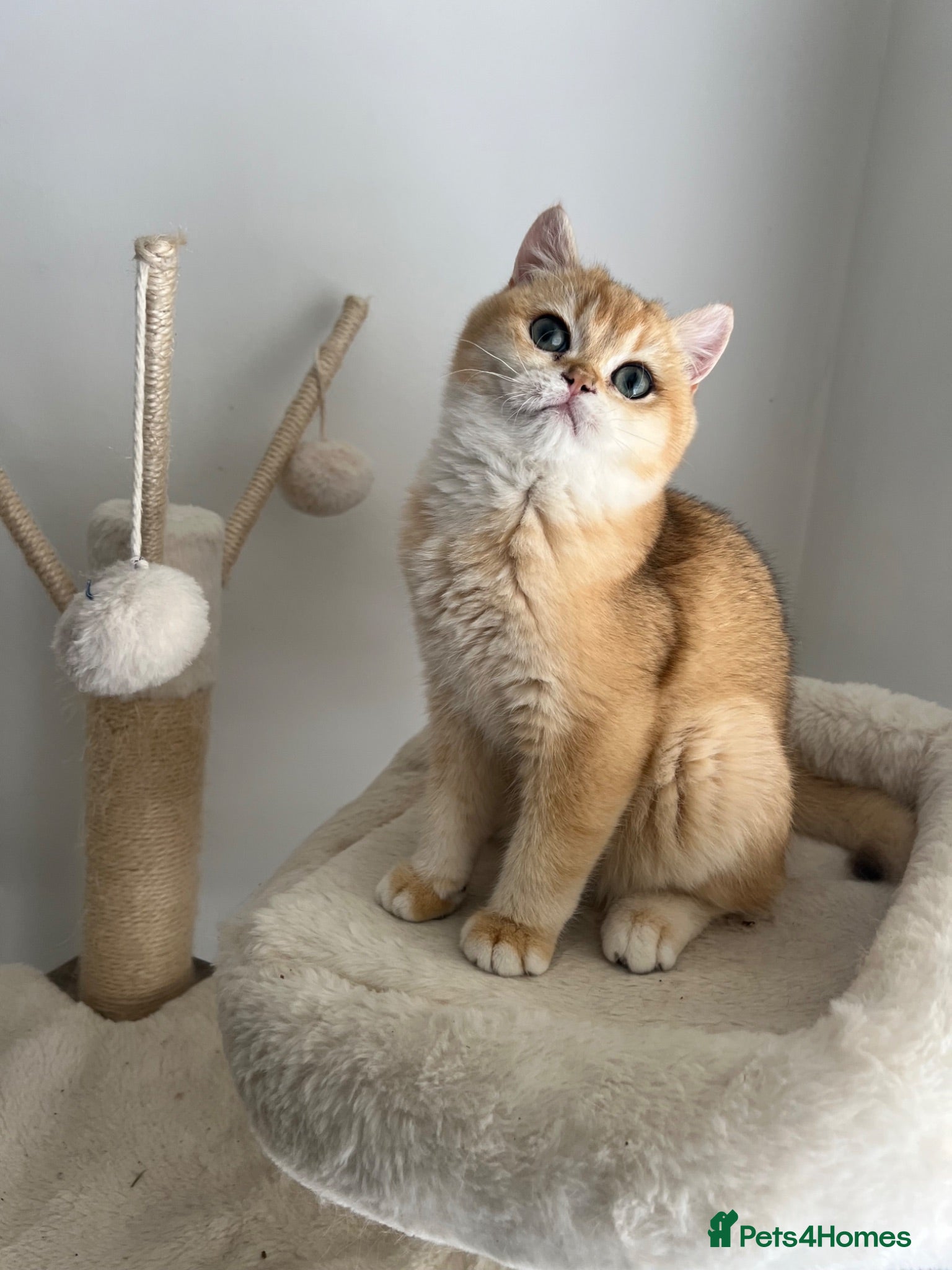 British Shorthair cats 6 Month Ny12 Golden BSH Boy from European Parents - Advert 1