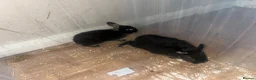 Rex rabbits for sale: 2x Black Otter, Standard Rex Rabbit Kits Available in Huntingdon - Advert 4