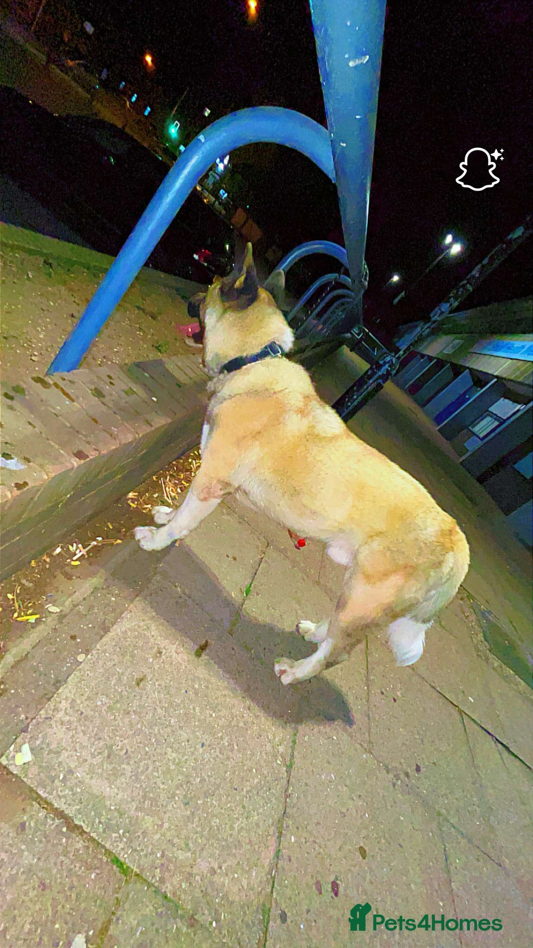 Akita dogs for sale: Japanese Akita - Image 3