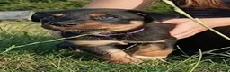 Mixed Breed dogs for sale: Lovely working collie/kelpie puppies in Buckingham - Advert 6