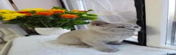 British Shorthair cats for sale: 💜 Lilac British Shorthair Kittens 💜 - Advert 6