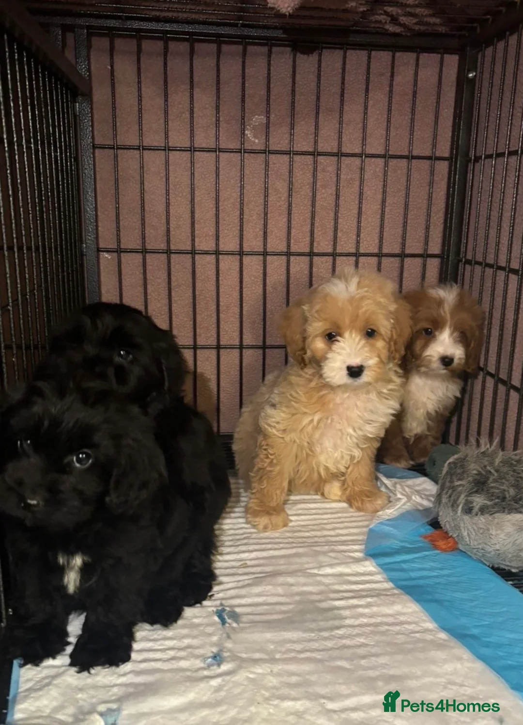 Cockapoo dogs for sale: Adorable Cockapoos’s looking for family homes - Advert 3