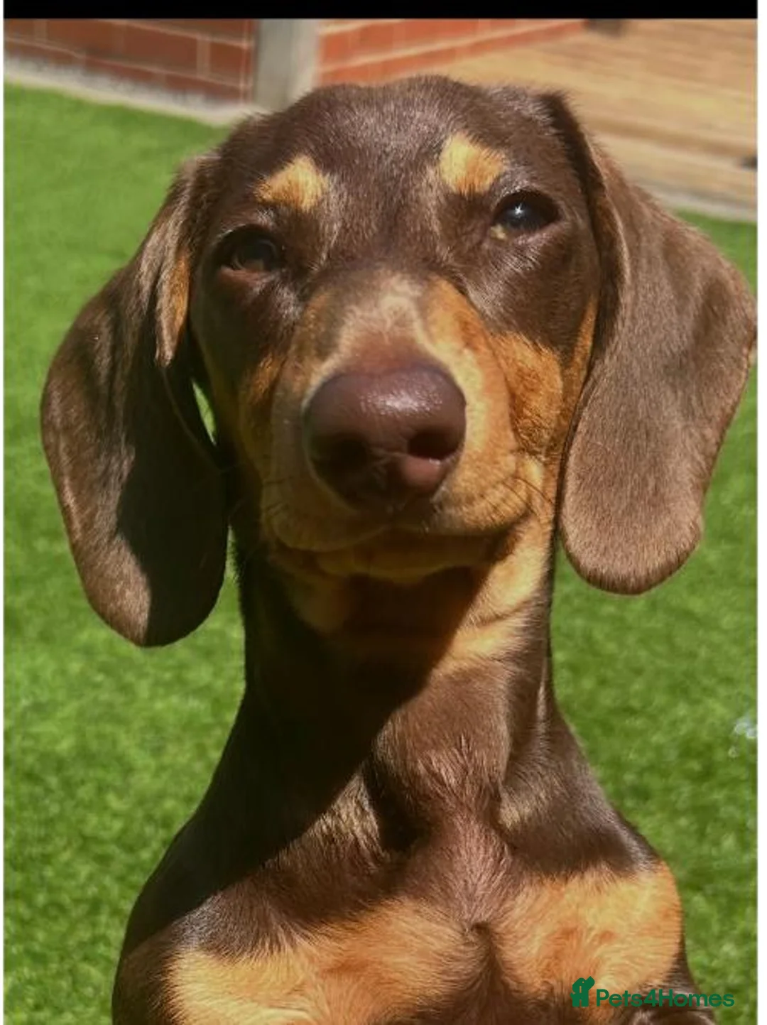 Miniature Dachshund dogs for sale: ❤️ Teddy – Chocolate & Tan Miniature Dachshund❤️ - Advert 4