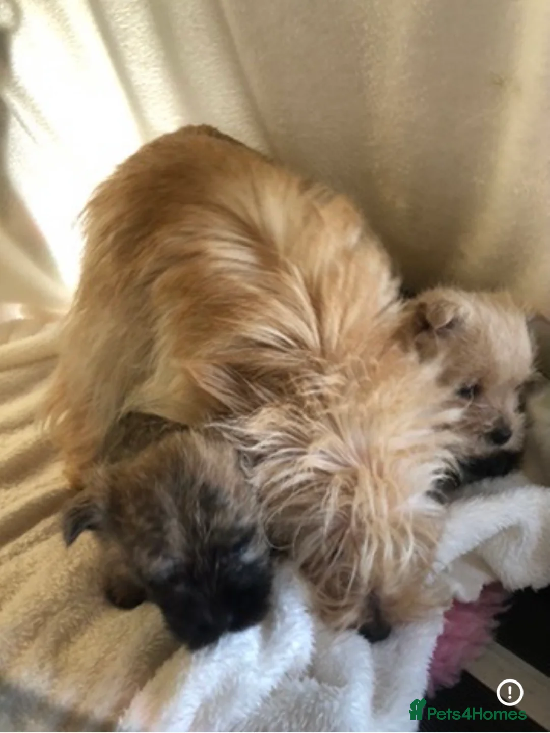 Cairn Terrier dogs for sale: waiting list open - Advert 2