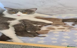 British Shorthair cats for sale: GCCF Lilac Blue & Bicolor quality BSH kittens  - Image 18