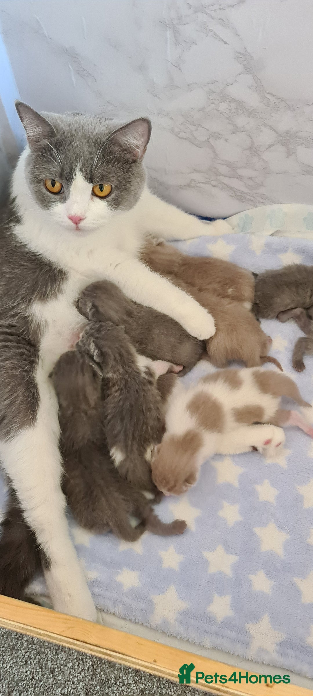 British Shorthair cats for sale: GCCF Lilac Blue & Bicolor quality BSH kittens  - Image 18