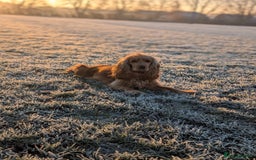 Cocker Spaniel dogs for sale: KC Registered Cocker Spaniel Puppies in Canterbury - Image 21