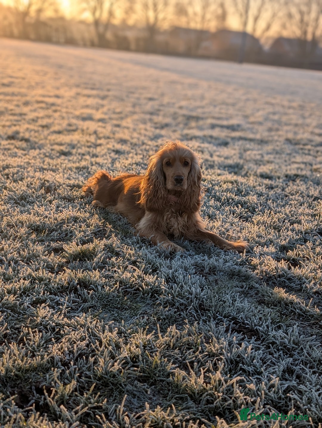 Cocker Spaniel dogs for sale: KC Registered Cocker Spaniel Puppies in Canterbury - Image 21