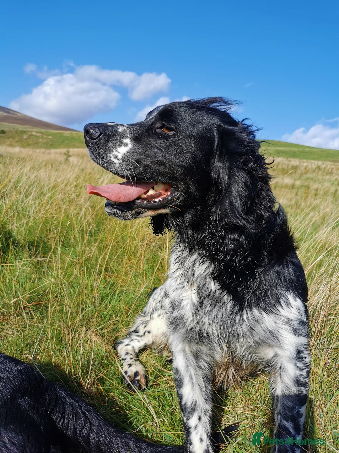 English Springer Spaniel dogs for stud: English Springer Spaniel For Stud - Health Tested in Kirriemuir - Advert 17