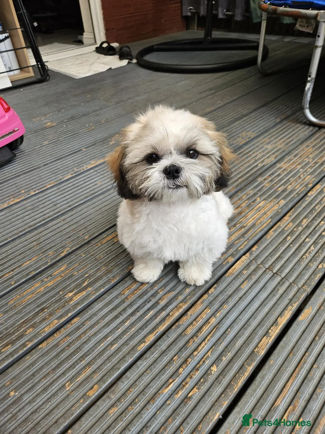Shih Tzu dogs for sale: Shih Tzu puppy in Norwich - Advert 2