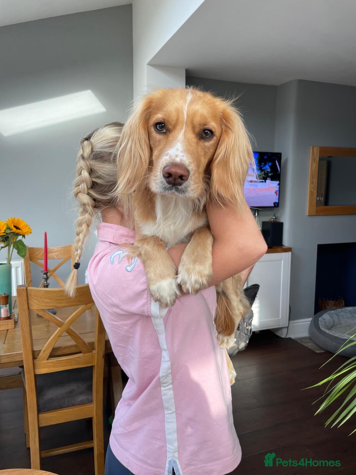 Cocker Spaniel dogs puff the magic tink kc name  - Advert 15