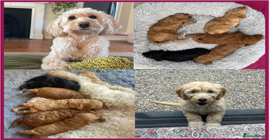Mini Goldendoodle dogs - Advert 9