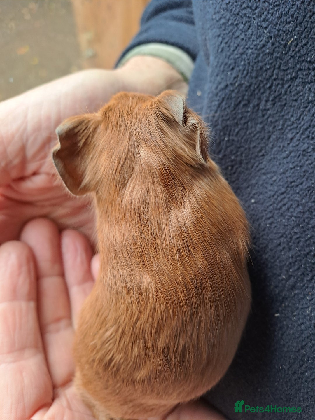 Guinea Pig rodents for sale: Baby guinea pigs for sale  - Advert 4