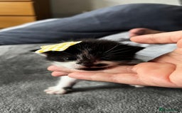 LaPerm cats for sale: Long Coat Laperm kittens - Image 12