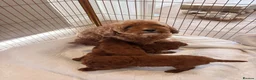 Cavapoo dogs for sale: LICENSED BREEDER HEALTH TESTED CAVAPOOS - Advert 9