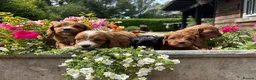 Cavapoo dogs for sale: F1 Cavapoo puppies health test clear - Advert 7