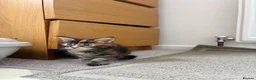 Maine Coon cats for sale: Beautiful Maine Coon kittens looking for new home - Advert 14