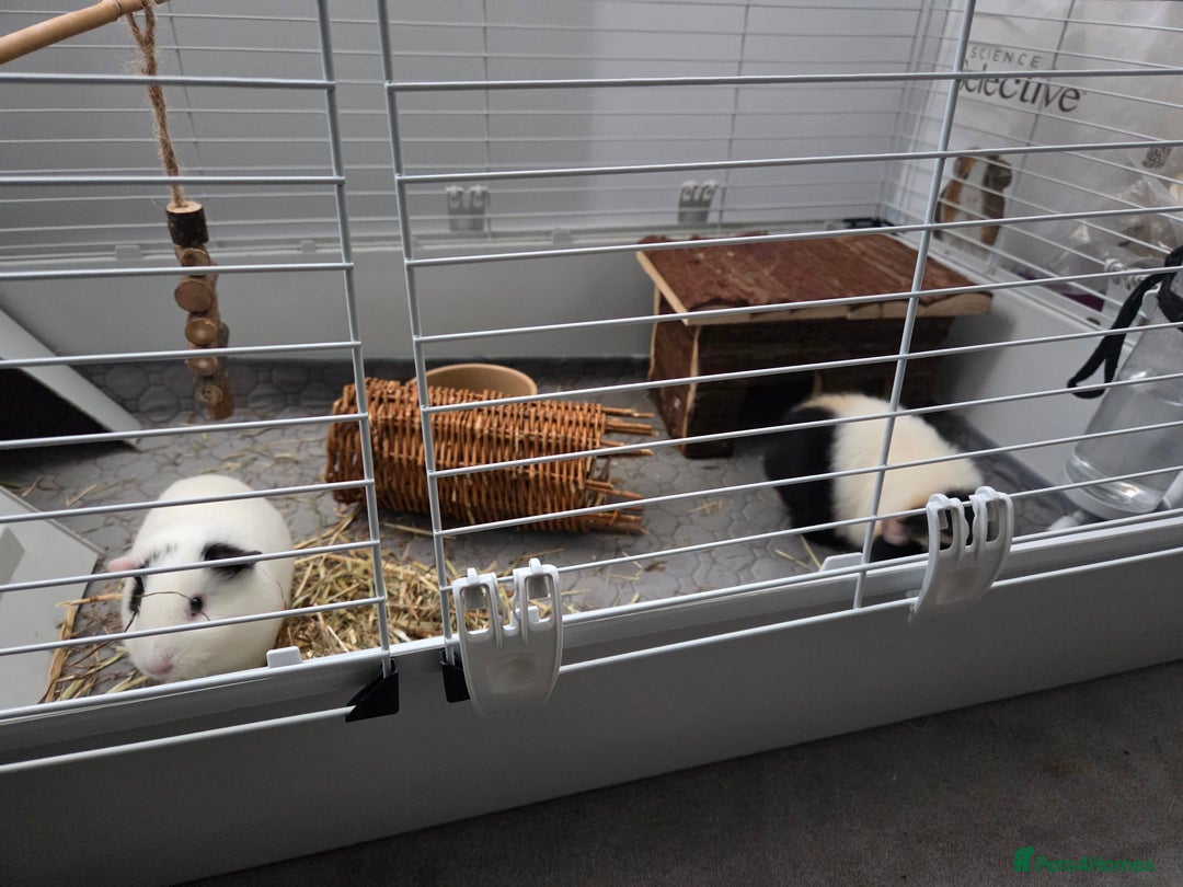 Guinea Pig rodents for sale: Two female guienea pigs 5 months  - Advert 4