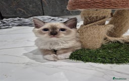 Ragdoll cats for sale: My beautiful Mink litter ready to view  - Image 1