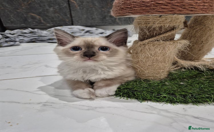 Ragdoll cats - Advert 3