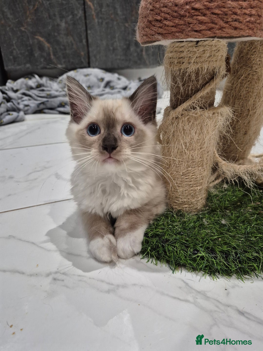 Ragdoll cats for sale: My beautiful Mink litter ready to view  - Image 1