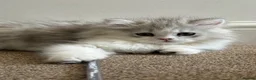 Persian cats for sale: Female kitten  in London - Advert 5
