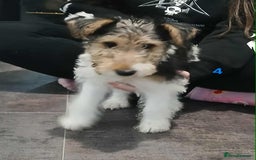 Fox Terrier dogs for sale: KC Reg Wire Fox Terrier Puppies READY NOW - Image 1