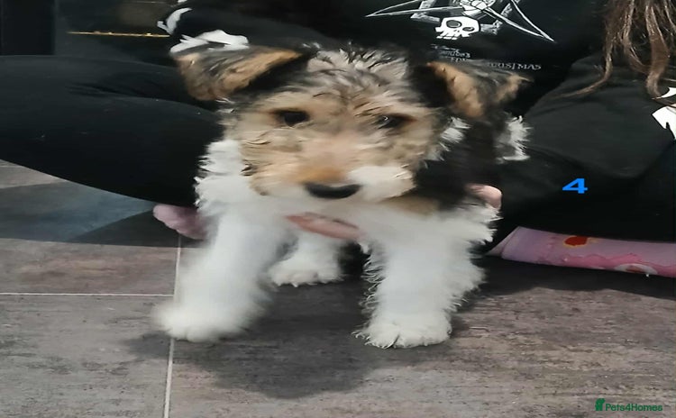 Fox Terrier dogs - Advert 2