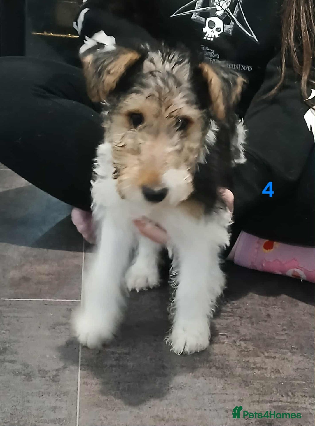 Fox Terrier dogs for sale: KC Reg Wire Fox Terrier Puppies READY NOW - Image 1